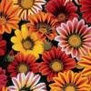 Gazania rigens 'Sunshine Mixed' / Half hardy annual / Seeds