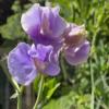 Sweet Pea ‘Spencer Leamington Bright Lilac’ / Lathyrus odoratus / Climber / Seeds
