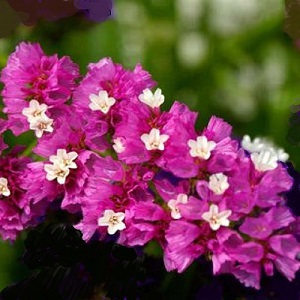 Limonium sinuatum ‘Rose’ / Statice or Sea Lavender / Seeds