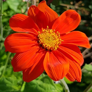 Tithonia rotundifolia 'Goldfinger' / Mexican Sunflower / Seeds