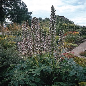 Sow Acanthus mollis in autumn