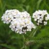 Achillea millefolium / White Yarrow / Seeds