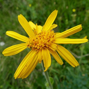 Arnica montana / Mountain Arnica / Seeds