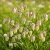 Briza maxima / Greater Quaking Grass / Seeds