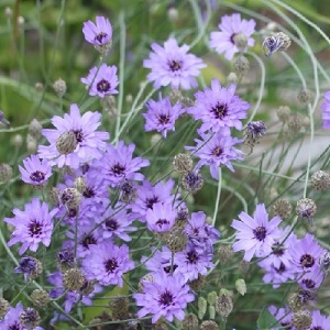 Catananche caerulea 'Armor Blue' / Cupid's Dart / Seeds