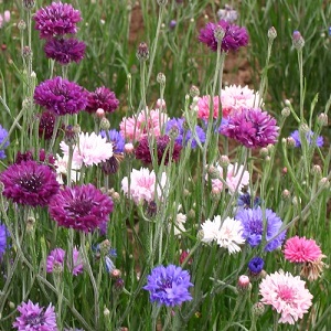 Centaurea cyanus 'Polka Dot' / Cornflower / Semi-Tall / Seeds