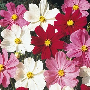 Cosmos bipinnatus 'Dwarf Royal Mix' / Seeds