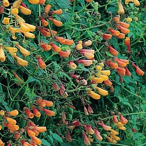 Eccremocarpus scaber 'Tresco Mix' / Chilean Glory Vine / Climber / Seeds