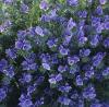 Echium plantagineum 'Bedder Blue' / Viper's Bugloss / Seeds