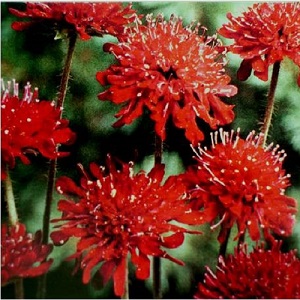 Knautia macedonica 'Red Knight' / Macedonian Scabious / Seeds