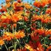 Leonotis leonurus / Lion's Ear / Seeds