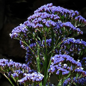 Limonium sinuatum 'Midnight Blue’ / Statice or Sea Lavender / Seeds