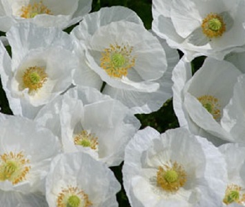 Papaver rhoeas 'Bridal Silk' / Field Poppy / Seeds