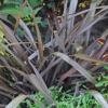 Phormium cookianum 'Purpureum' / New Zealand Mountain Flax / Seeds