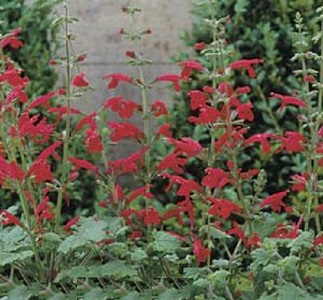 Salvia roemeriana 'Hot Trumpets' / Cedar Sage / Seeds