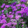 Verbena rigida / Slender Vervain / Seeds