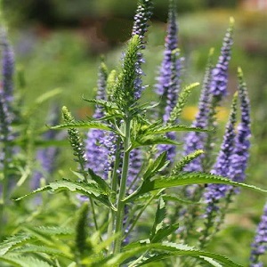 Veronica spicata 'Blue' / Spiked Speedwell / Seeds