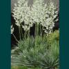 Yucca filamentosa / Needle Palm / Hardy Evergreen / Seeds