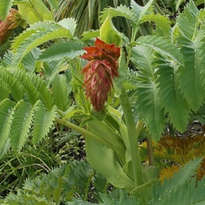 Melianthus major / Giant Honey Bush / Seeds