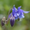 Aquilegia vulgaris/ Common Columbine / Wildflower / Seeds