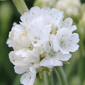 Armeria maritima 'Alba' / White Seathrift / Seeds