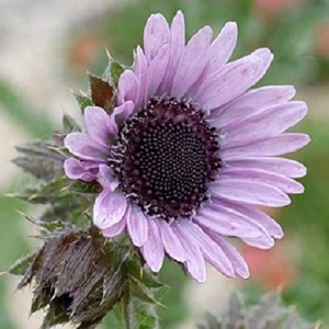 Berkheya purpurea / Purple Daisy / Seeds