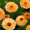 Calendula officinalis 'Pink Surprise' / English Marigold / Seeds