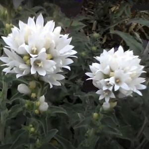 Campanula glomerata 'Alba’ / White Clustered Bellflower / Seeds