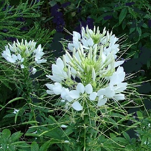 Cleome hassleriana 'White Queen' / Spider Plant / Seeds
