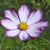 Cosmos bipinnatus ‘Sensation Picotee’ / Seeds