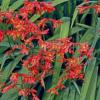 Crocosmia 'Orangerot' / Montbretia / Seeds