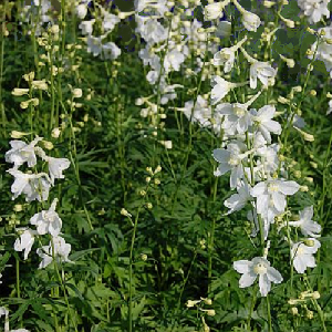 Delphinium Belladonna 'Casablanca' / Larkspur / Seeds