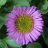 Erigeron glaucus / Seaside Fleabane or Beach Aster / Seeds