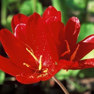 Geissorhiza inflexa / Red Satin Flower / Seeds