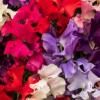 Sweet Pea ‘Spencer Choice Mixed’ / Lathyrus odoratus / Scented Climber / Seeds