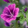 Malva sylvestris var.mauritiana / Tree Mallow / Seeds