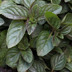 Mentha x piperita / Peppermint / Aromatic Culinary Herb & Herbal Tea / Seeds
