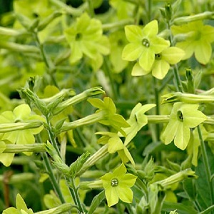 Nicotiana alata 'Lime Green' / Jasmine Tobacco / Seeds