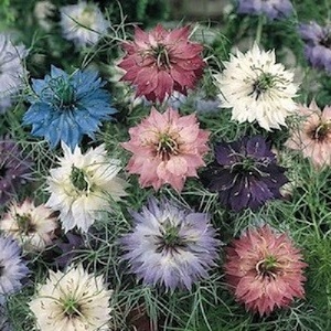 Nigella damascena ‘Persian Jewels Mixed’  / Love-in-a-Mist / Seeds