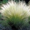 Stipa tenuissima 'Pony Tails' / Mexican Feather Grass / Seeds