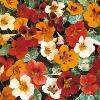 Nasturtium 'Jewel of Africa' / Tropaeolum majus / Climber / Seeds