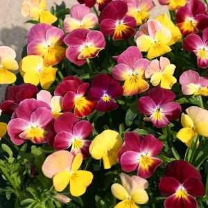 Viola hybrida 'Fire Shades' / Pansy / Seeds