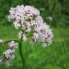 Valeriana officinalis / Common Valerian / British Wildflower / Seeds