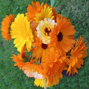 Calendula officinalis 'Cornucopia Mix' / English Marigold / Seeds