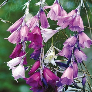 Dierama pulcherrimum 'Slieve Donard Hybrids' / Angel's Fishing Rod / Seeds