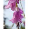 Dierama trichorhizum / Fairy Wand Flower / Seeds