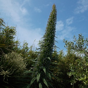 Echium pininana / Tree Echium or Blue Steeple Echium  / Seeds