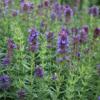 Hyssop 'Blue' / Hyssopus officinalis / Seeds