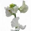 Sweet Pea ‘Spencer White Ensign' / Lathyrus odoratus / Climber / Seeds