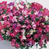 Sweet Pea ‘Sugar 'n Spice’ / Lathyrus odoratus / For containers /Seeds